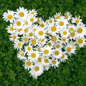 Meet your Posher, Daisy